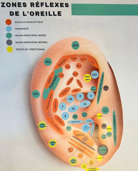 schéma de l'oreille zone de réflexe en acupuncture